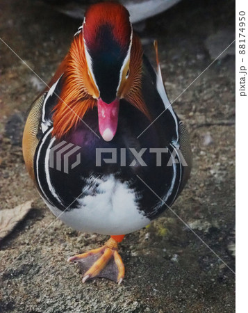 オシドリ 88174950