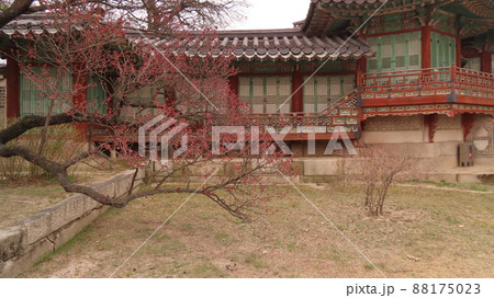 昌徳宮 故宮 春 88175023