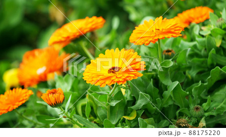 キンセンカ(ポットマリーゴールド) キンセンカ(ポットマリーゴールド) 88175220