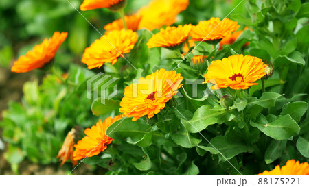 キンセンカ（ポットマリーゴールド） 88175221