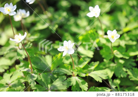 春の花　二輪草（ニリンソウ）　 88175318
