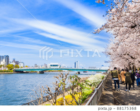 桜満開の隅田川 桜満開の隅田川 88175368