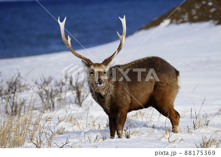 雪原のエゾシカ 88175369