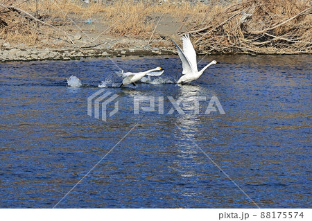 白鳥の離水 白鳥の離水 88175574