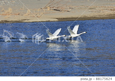 白鳥の離水 白鳥の離水 88175624