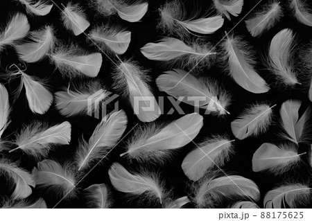 鳥の羽 88175625