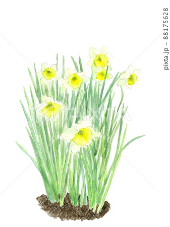 水仙の花 土付き【手描き水彩画】白バック 透過背景 88175628