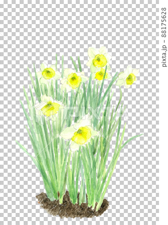 水仙の花 土付き【手描き水彩画】白バック 透過背景 88175628