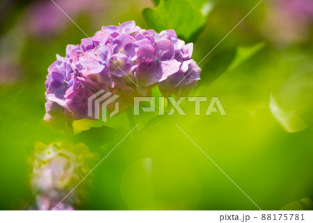 6月の梅雨に合わせて咲く花 アジサイ/ 88175781