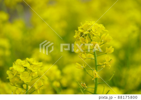 早春・フレッシュな菜の花 88175800