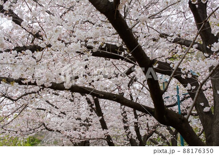桜 88176350
