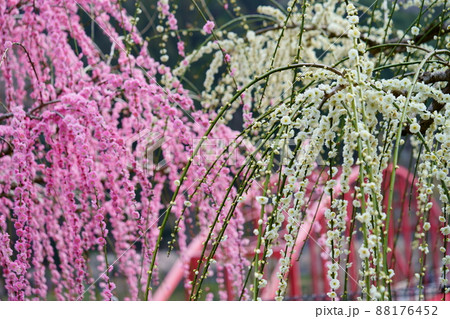 枝垂れ梅乱舞 88176452