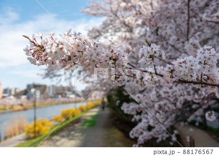 春色に染まる旧中川水辺公園の満開の桜 春色に染まる旧中川水辺公園の満開の桜 88176567