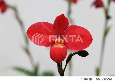 フラグミペディウム　Phragmipedium 88176598