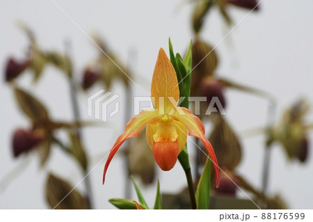フラグミペディウム　Phragmipedium 88176599