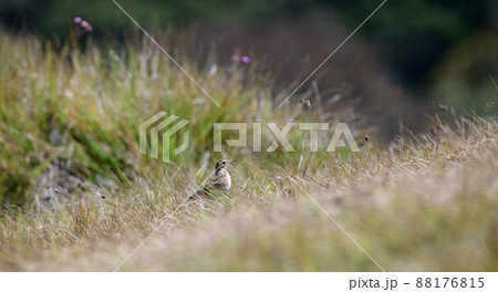 Paddyfield Pipit spotted in Horton plains, walking swiftly through the grasses. 88176815