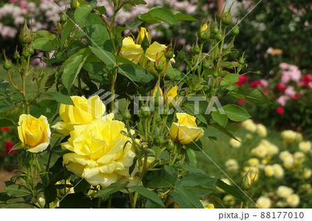 黄色いバラの花と蕾をアップ/【伊奈町制施行記念公園】埼玉県 黄色いバラの花と蕾をアップ/【伊奈町制施行記念公園】埼玉県 88177010