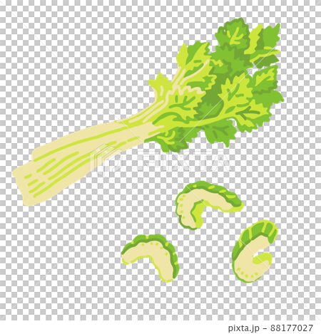 セロリの手描きイラストのイラスト素材