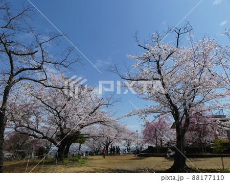 サクラ　Cherry blossom 88177110