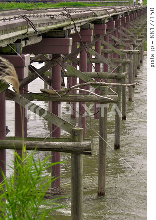 増水翌日の木津川「流れ橋」のワイヤーに流木が絡みつく 増水翌日の木津川「流れ橋」のワイヤーに流木が絡みつく 88177150