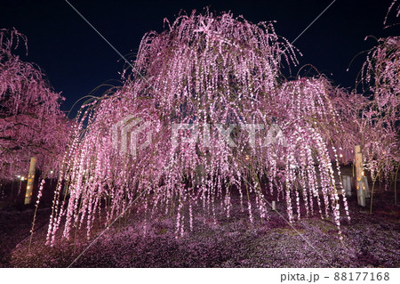 三重県鈴鹿市山本町　赤塚植物園の鈴鹿の森庭園　ライトアップされた夜の満開のしだれ梅 88177168
