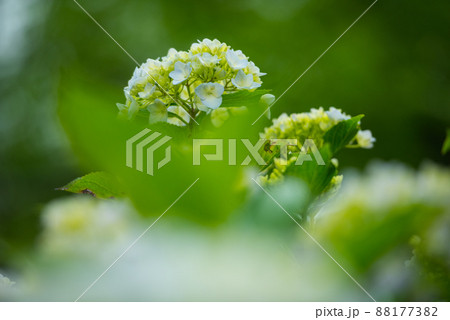 6月の梅雨に合わせて咲く花 アジサイ/ 6月の梅雨に合わせて咲く花 アジサイ/ 88177382