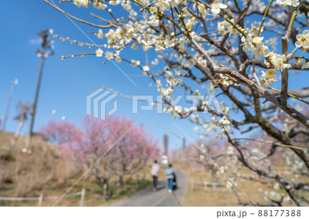 三重県津市　梅が咲く早春のかざはやの里でお散歩する人 88177388