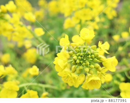 菜の花 88177391