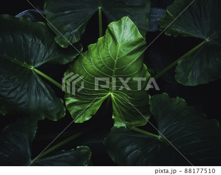 Green leaves Palm plant Nature background Tropical forest Jungle  88177510