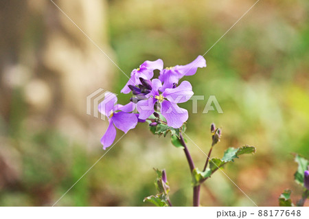 紫色のオオアラセイトウの花（春、三月） 88177648