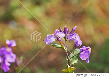 紫色のオオアラセイトウの花（春、三月） 88177650