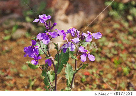 紫色のオオアラセイトウの花（春、三月） 88177651