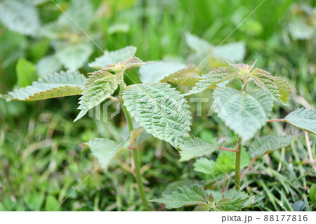 カラムシ（苧）の若葉 88177816
