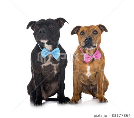 staffordshire bull terriers staffordshire bull terriers 88177864