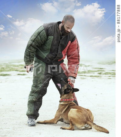 training of belgian shepherd 88177888