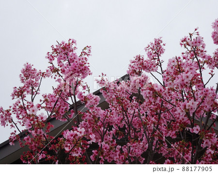桜に似たピンク色の花を咲かせるアーモンドの木 写真の写真素材