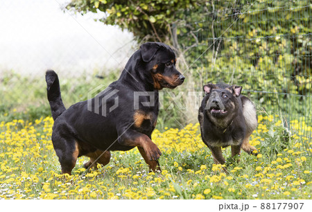 german shepherd and rottweiler in nature 88177907