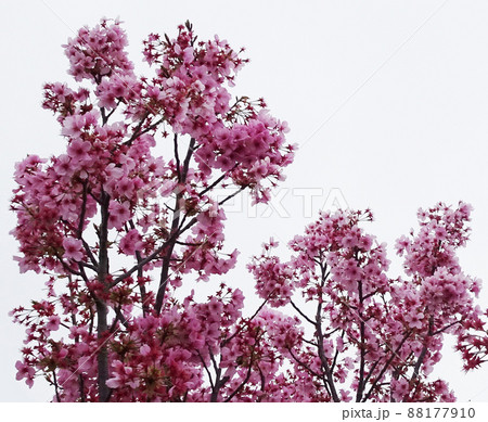 桜に似たピンク色の花を咲かせるアーモンドの木 写真の写真素材