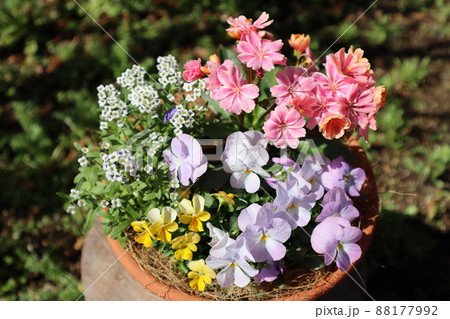 春の花レウイシアの寄せ植え 88177992