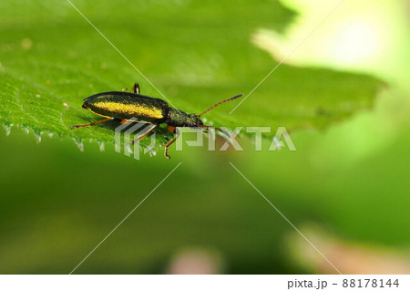 アオハムシダマシ アオハムシダマシ 88178144