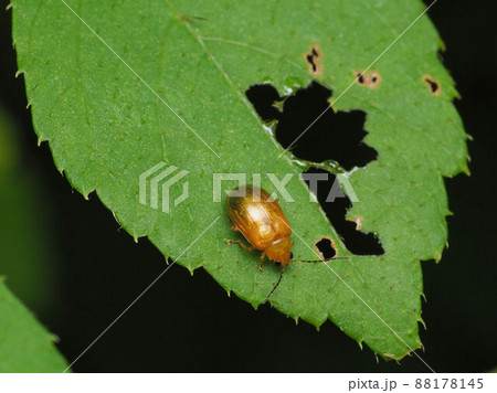 キイロクワハムシ キイロクワハムシ 88178145
