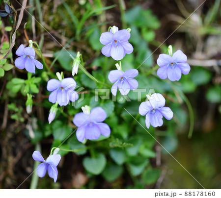 可憐な花・スミレ（菫） 88178160