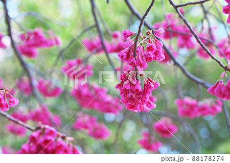 下を向いて咲く赤いカンヒザクラの花 春 三月 の写真素材 1774