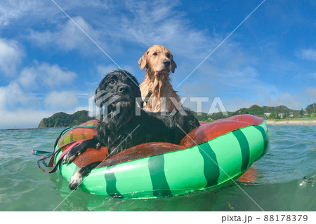 夏満喫 浮き輪に乗る犬 夏満喫 浮き輪に乗る犬 88178379