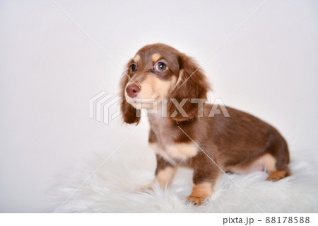 ダックス　子犬　白背景 88178588