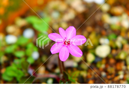 雪割草 春の花 春 早春 雪割草 春の花 春 早春 88178770