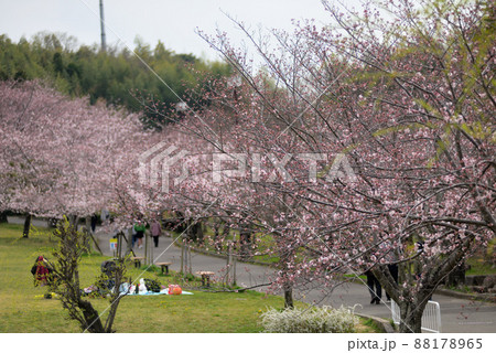 ベティーさんの桜 ベティーさんの桜 88178965