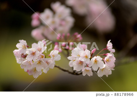 ベティーさんの桜 ベティーさんの桜 88178966