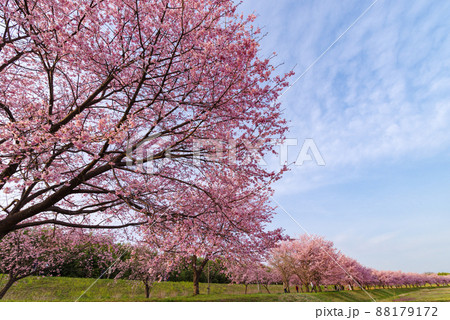 北浅羽桜堤公園の安行寒桜【埼玉県坂戸市】 88179172