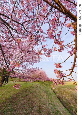 北浅羽桜堤公園の安行寒桜【埼玉県坂戸市】 北浅羽桜堤公園の安行寒桜【埼玉県坂戸市】 88179176
